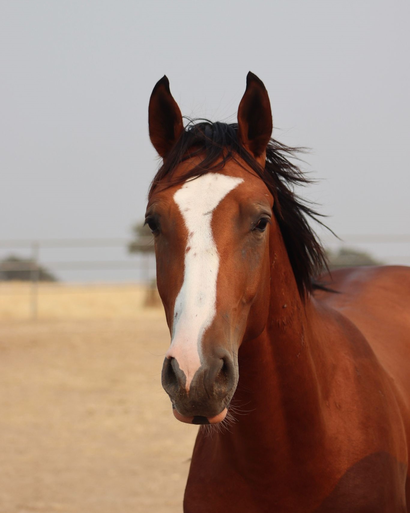 horse